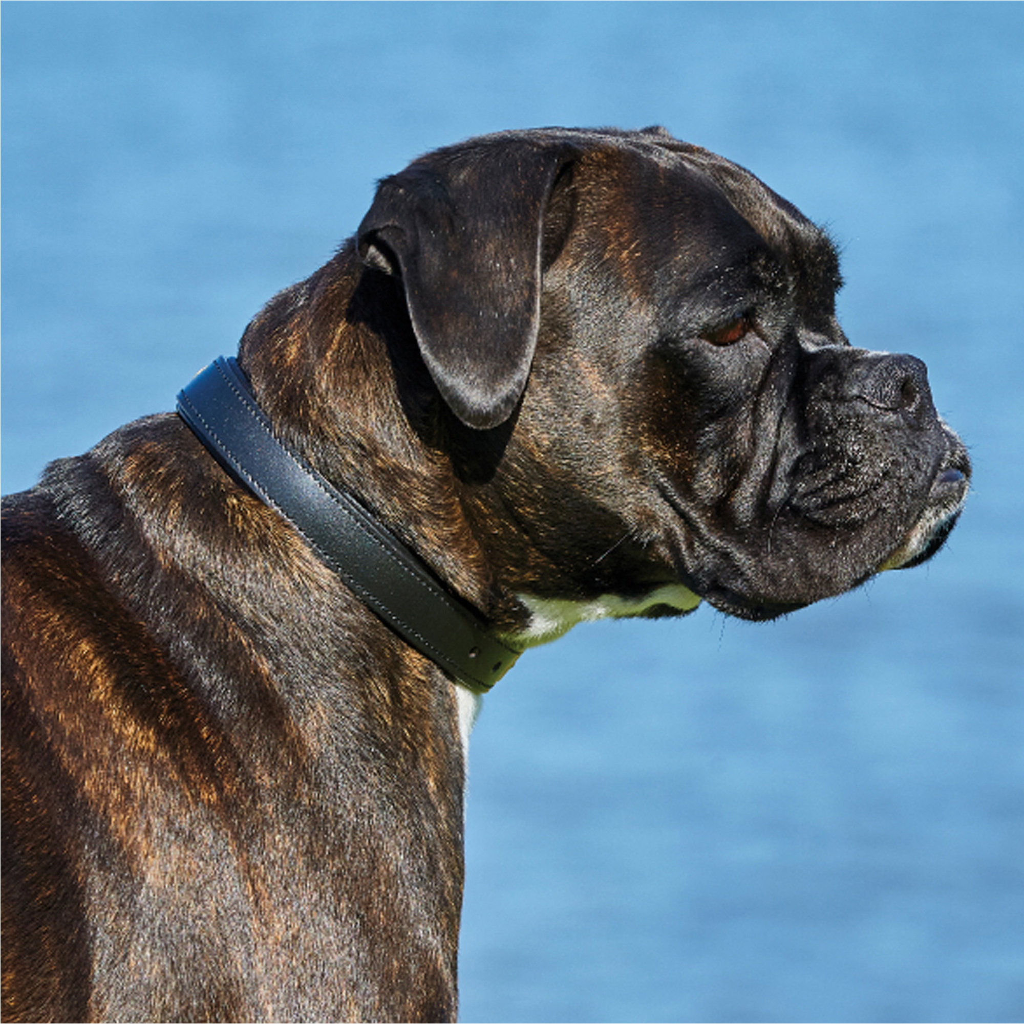 Weatherbeeta Padded Leather Dog Collar 1001696 - Black